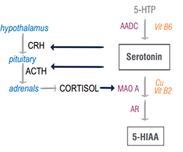 serotonin cortisol kinship diagram