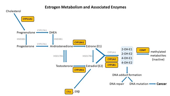 Estrogen Metabolism and Associated Enzymes
