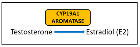 Aromatase inhibitors in breast cancer therapy
