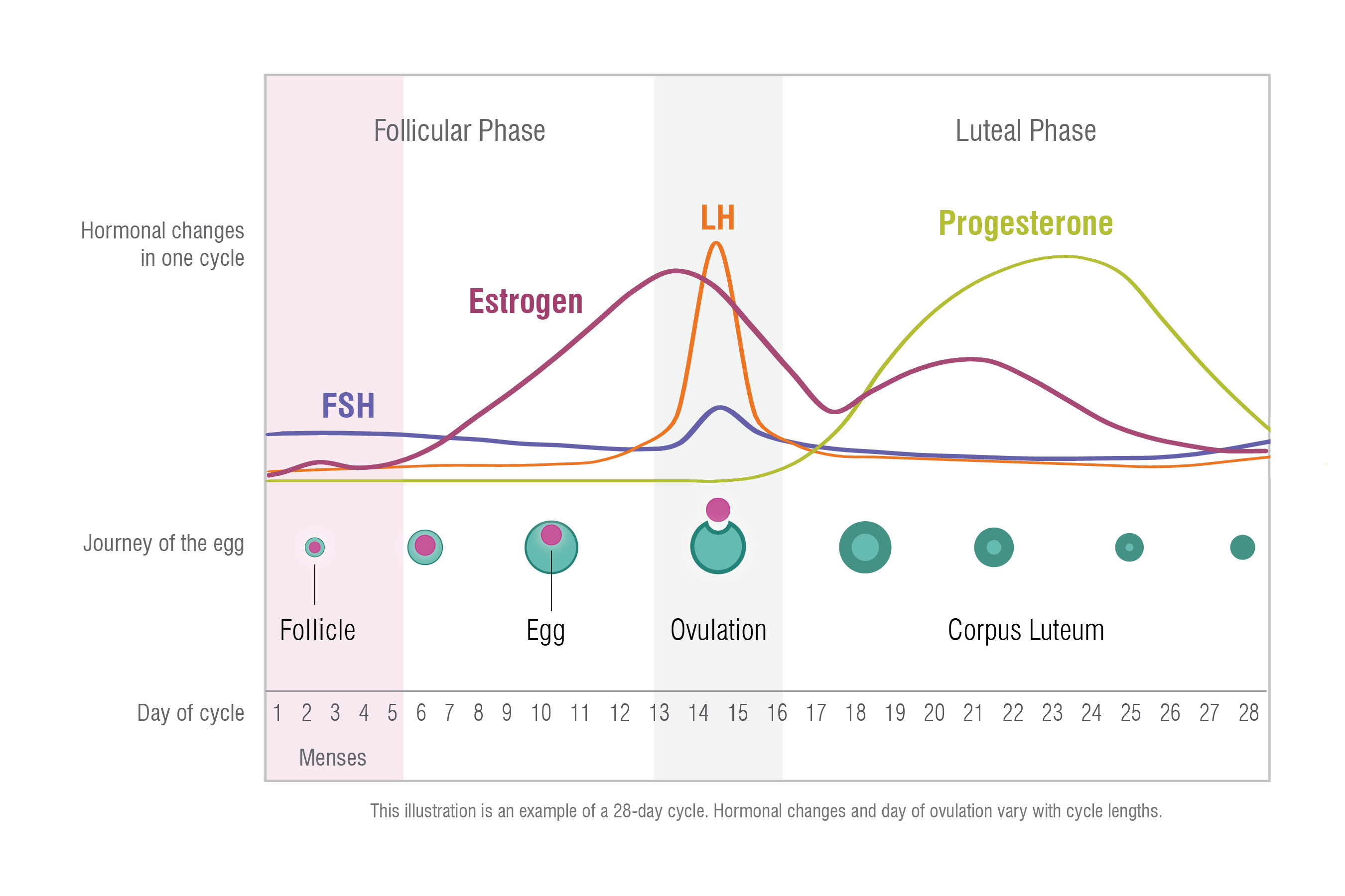 Athletic Performance and the Menstrual Cycle How to Tailor